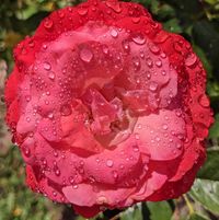 Barbara Marie Lowry