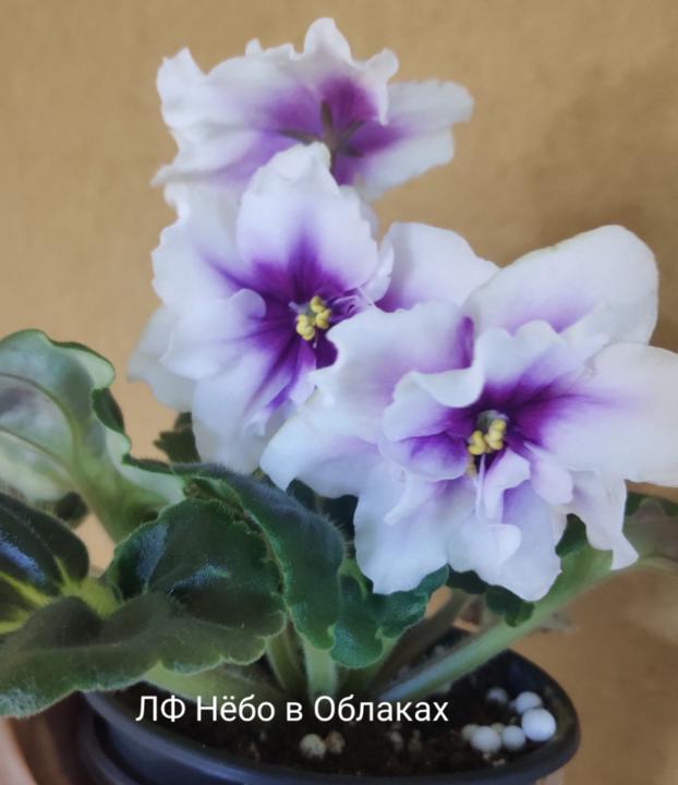 Ljiljana Grozdanovic