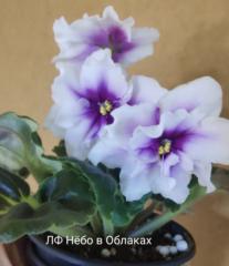 Ljiljana Grozdanovic