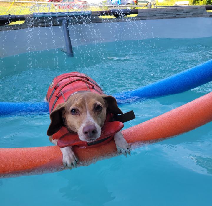 Hazel enjoying summers ☀️ 