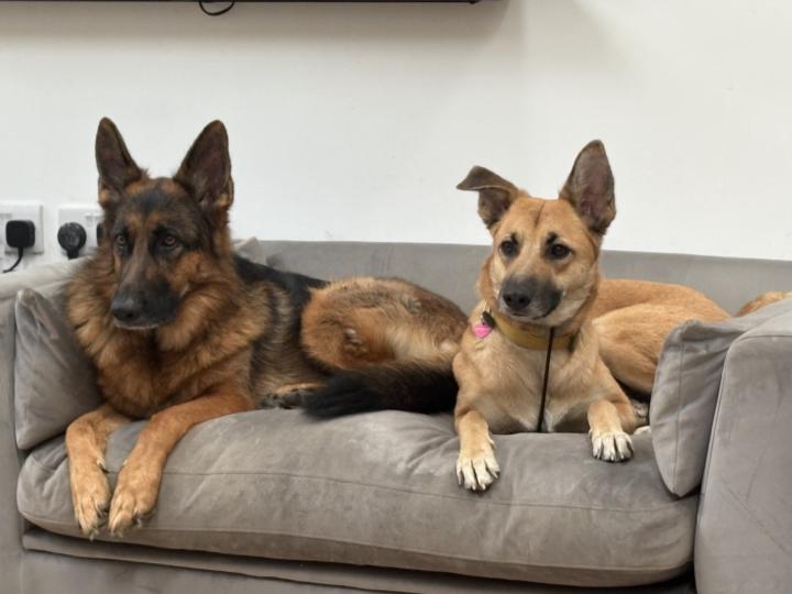 Introducing my dogs & current issues 
