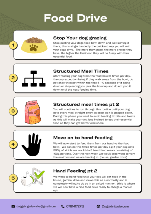 Building motivation (Part 1) Building Motivation in Dogs with Food: A Simple Guide to Success