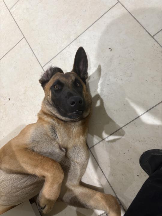 Meet Molly the Belgium Shepherd 