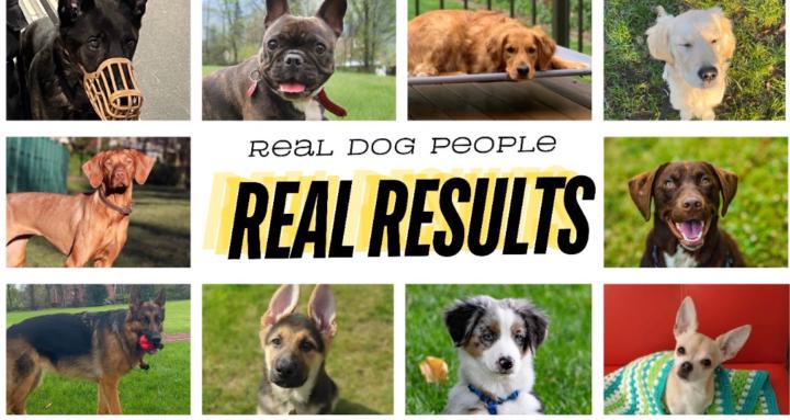 The Doggy Brigade