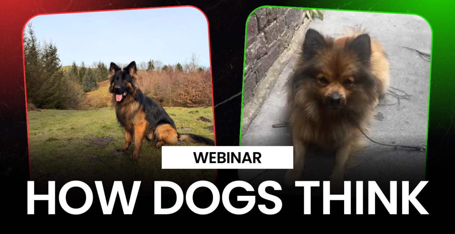 How Dogs Learn & THINK (A Must Watch)
