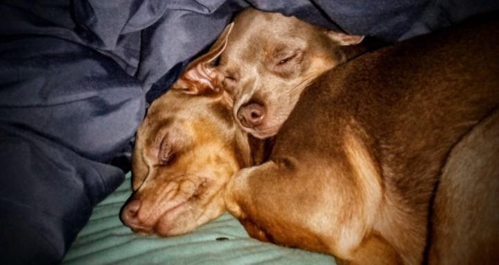 KODIAK'S KOZY KORNER