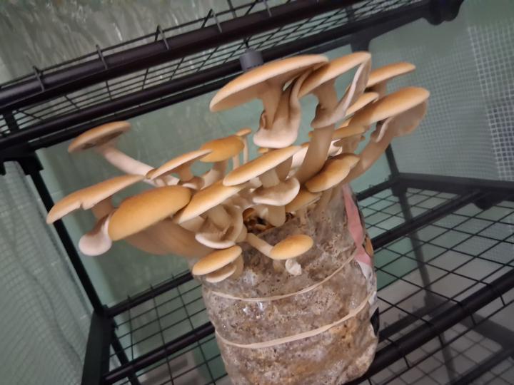 Pioppino mushrooms (Agrocybe aegerita)