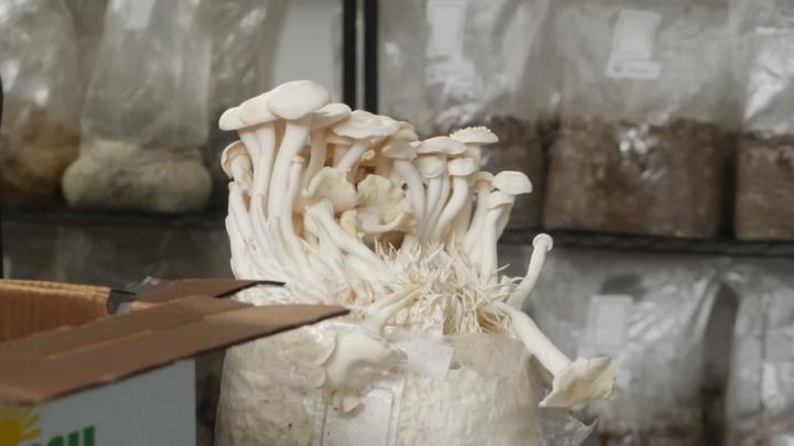What's Everyone Growing This Weekend?