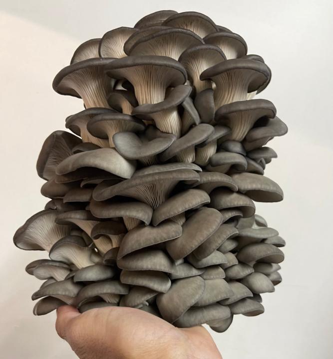 Blue Oyster Mushroom Grow Kit