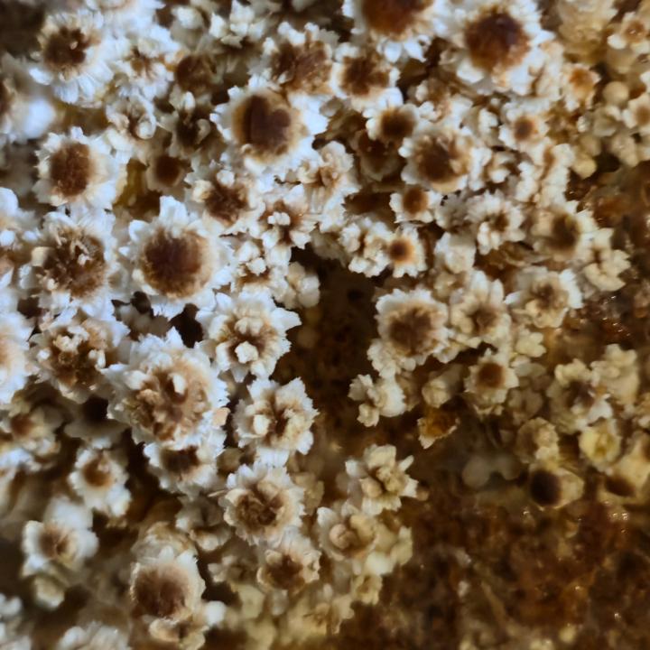 H²O² Hydrogen Peroxide use for Substrate