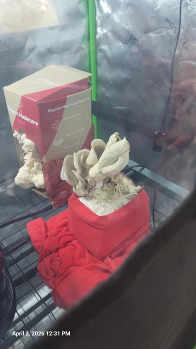 Oyster Mushrooms 