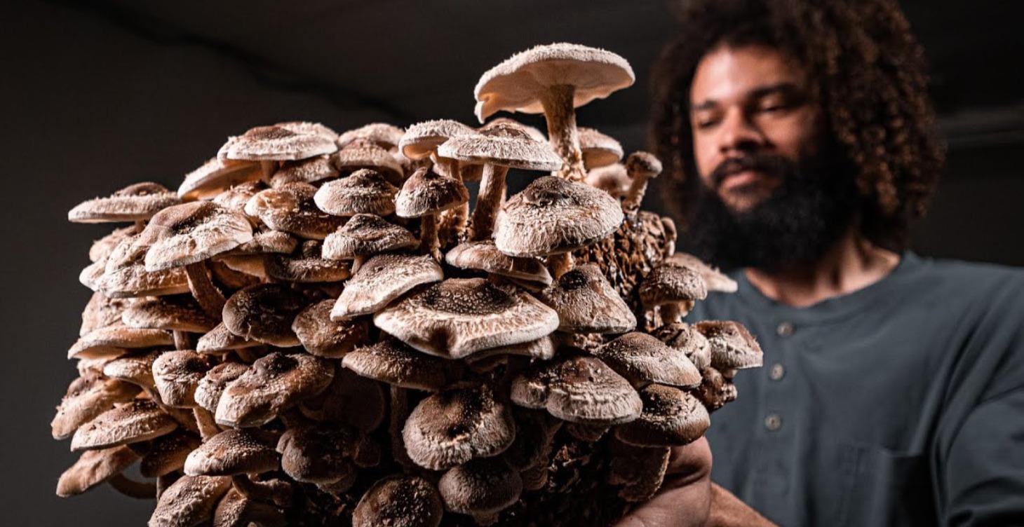 Inside Our Mushroom Cultivation Facility