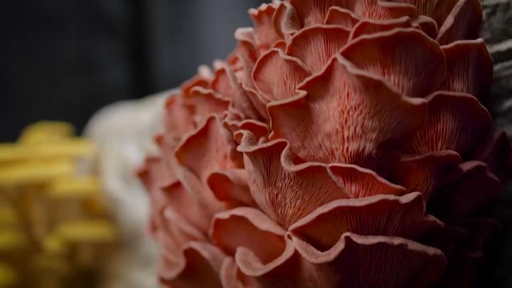 First Harvest Wins. Let's See Them.