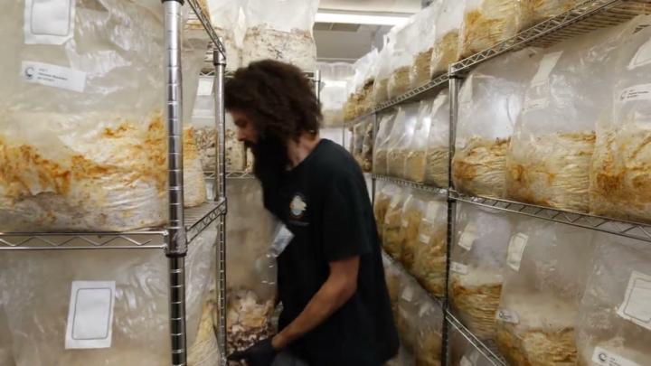 Quick Tip: How to Read Your Mycelium (Healthy vs. Stressed)