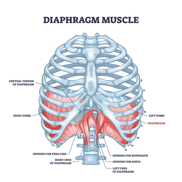 Diaphragm Function