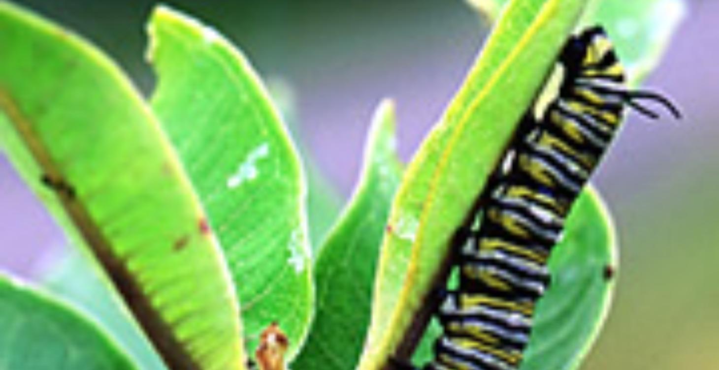 Caterpillar Budget Course