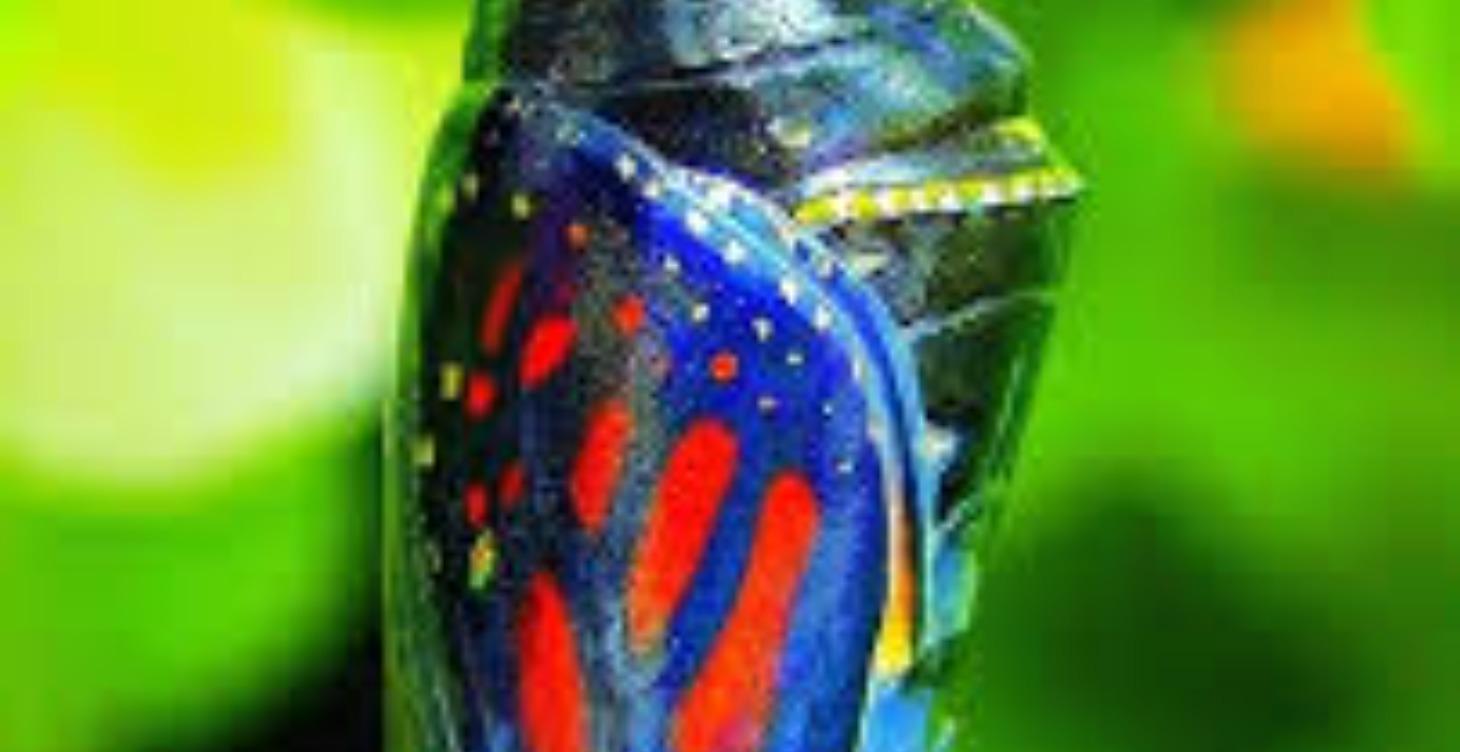 Chrysalis Budget Course