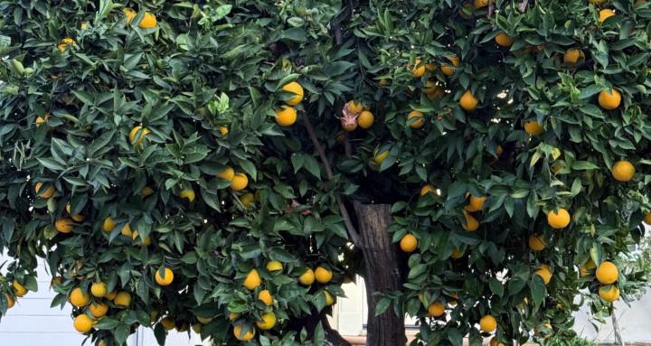 Beautiful Wild Portraiture