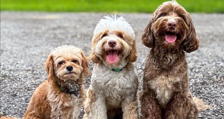 Doodle Dogs