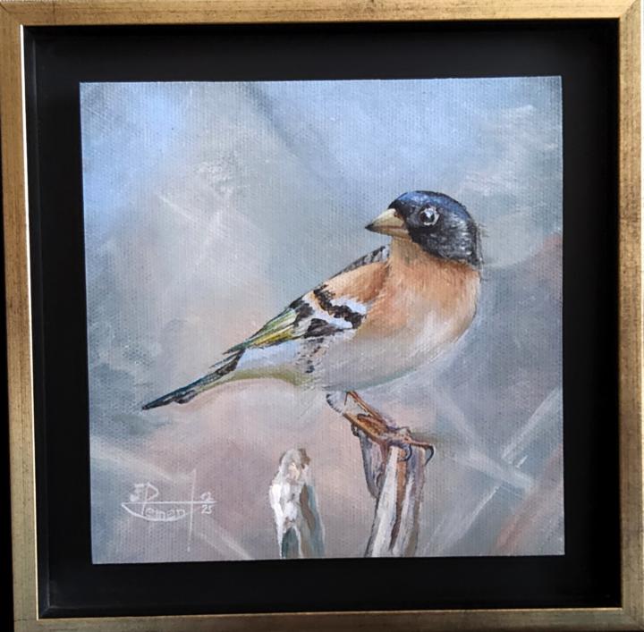 ... 5ème / 6.... Le pinson du Nord