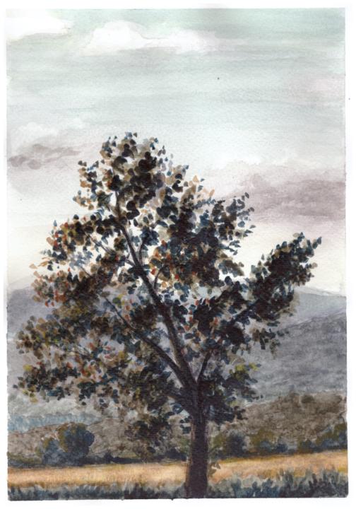 Solitaire poplar