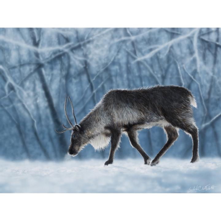 Caribou
