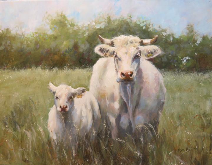 Mama and Baby Charolais 