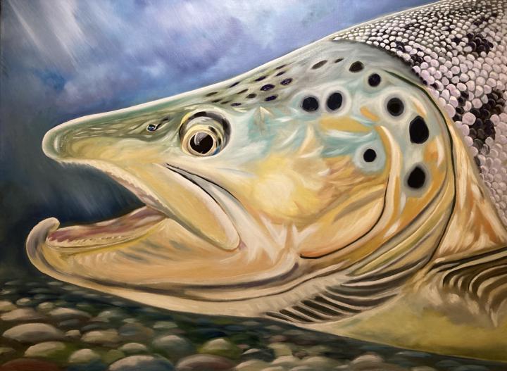 Brown Trout Portrait 