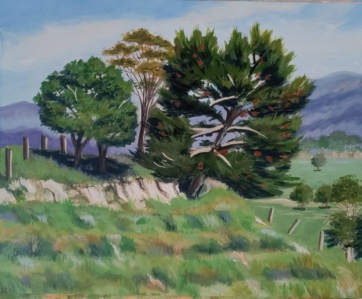 Monterey Pine stage 2