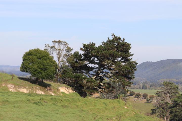 We're Painting a Pine Tree Tomorrow — And You Have Less Than 24 Hours to Join Free