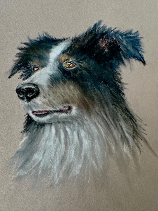 A pastel painting of my border collie, Bowie