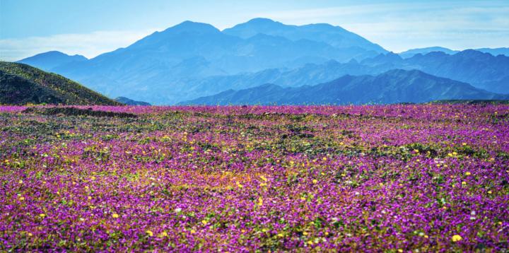 Super Bloom Death Valley 