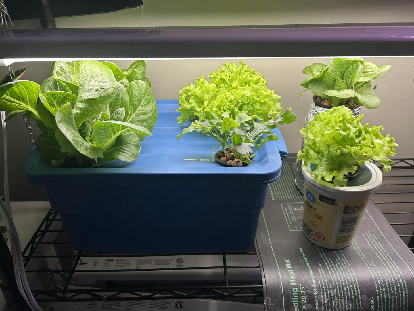 Simple Indoor Hydroponics