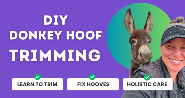 Learn DIY Donkey Hoof Trimming + Hoof Rehab
