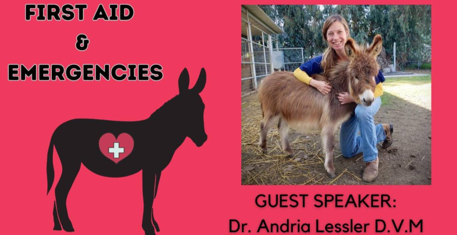 Donkey First Aid & Emergencies
