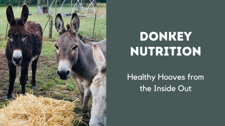 Holistic Donkey Care Workshop Series!