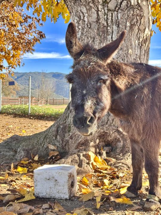 Little Hoorah - from Donkey King 