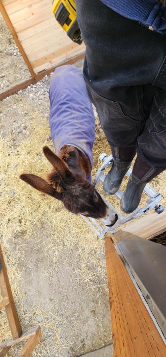 Daisy is the Site Super 😆 Donkey house expansion