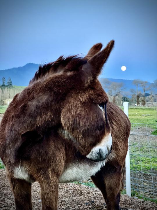 Show Me Your Favorite Donkey(s)