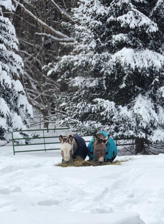 Snowy Maine 