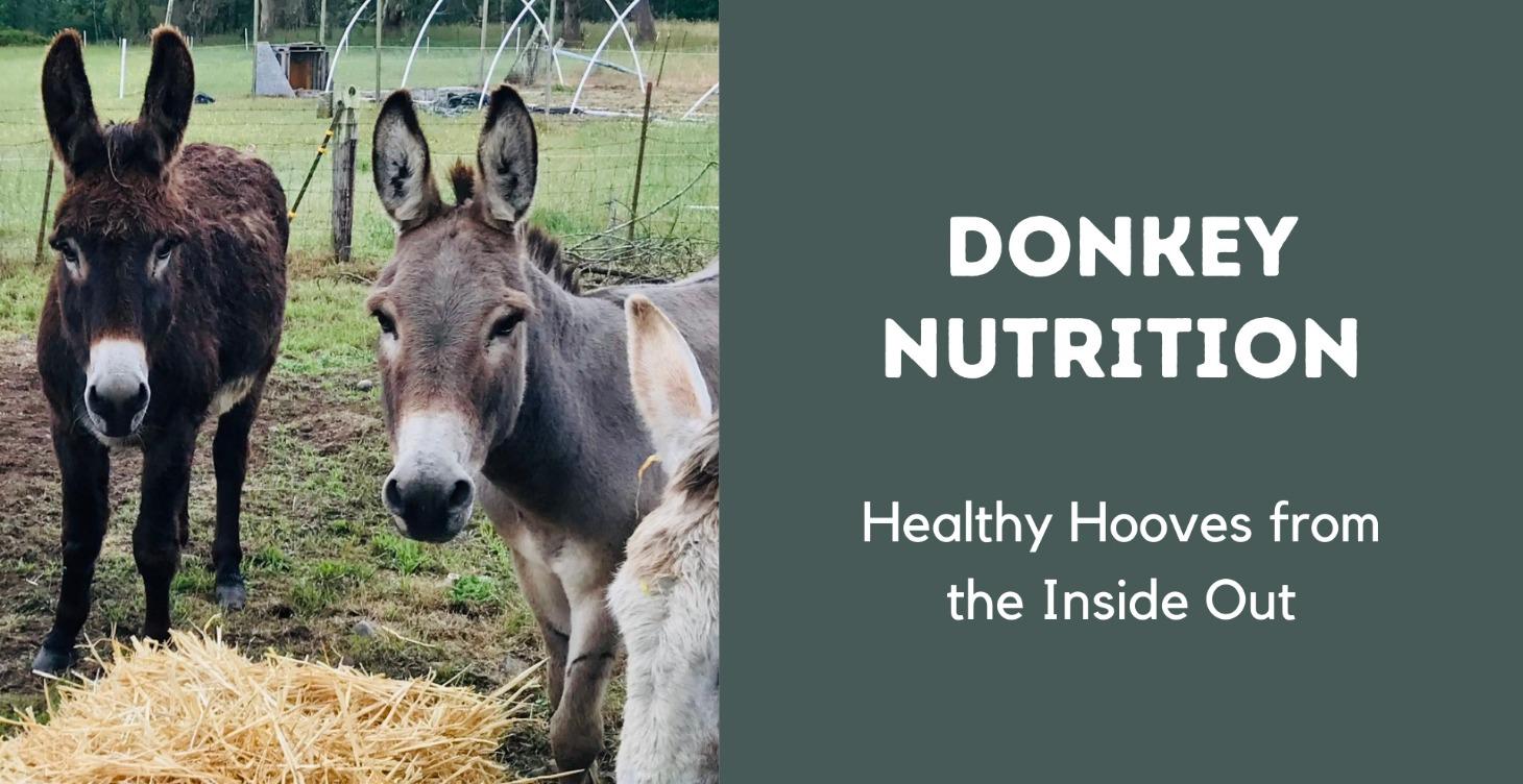 Donkey Nutrition Essentials
