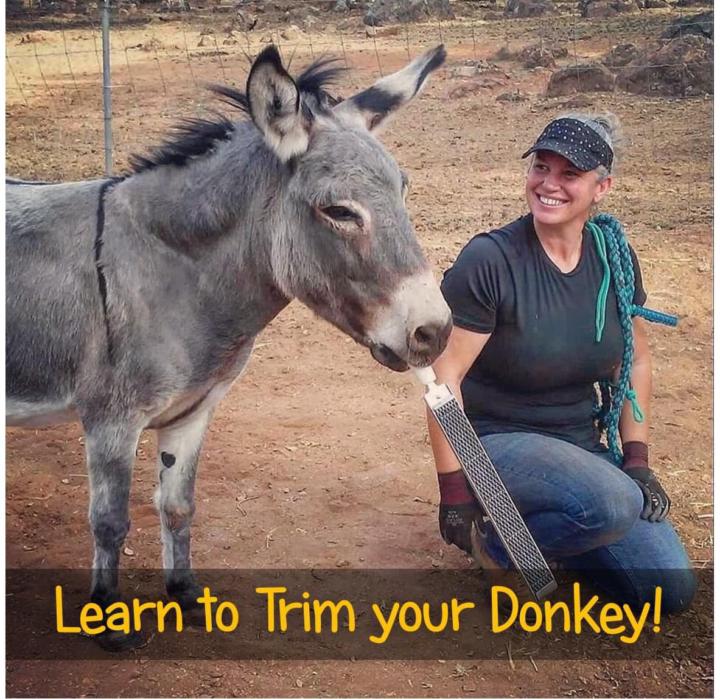 Learn To Trim Your Own Donkey's Hooves 