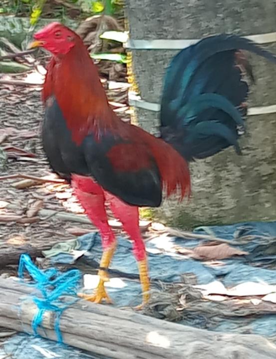 Alexis Trujillo Valderrama