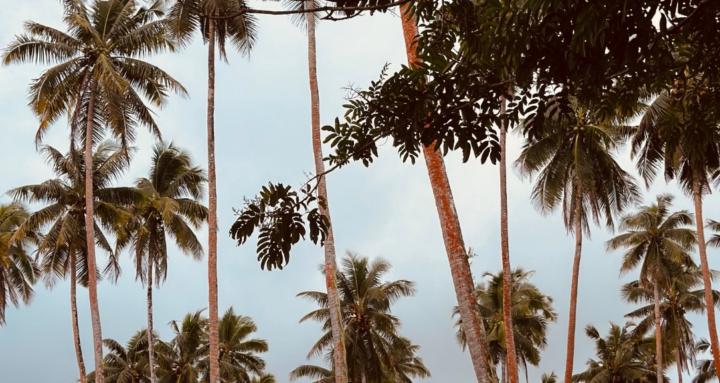 El-Roi