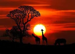 Alba Amor