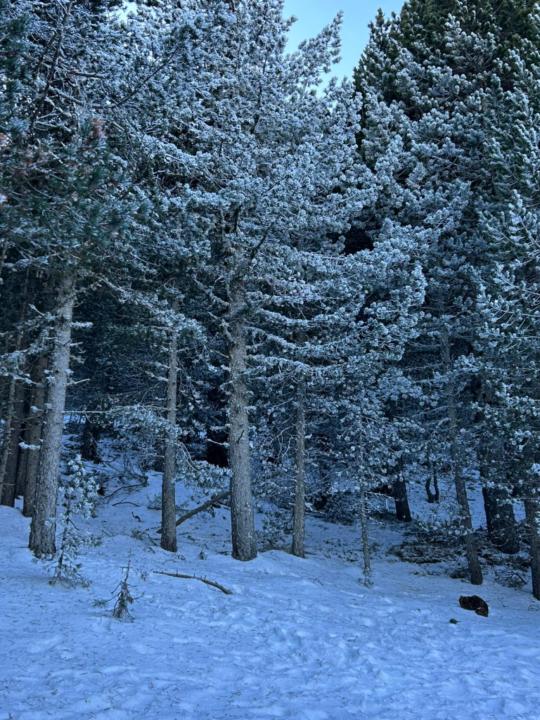 Carmen maybelin Suarez perez