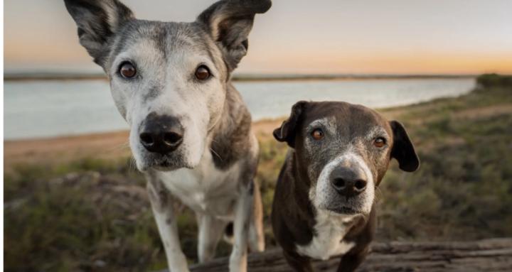 Carnarvon Dog Training Club