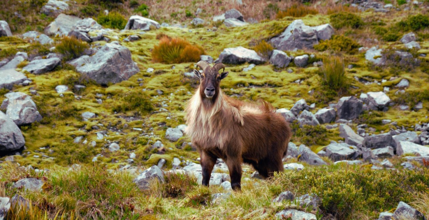 Himalayan Tahr Taxidermy