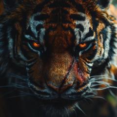 Ahmet Demir