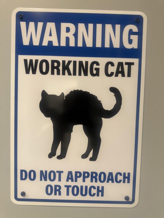 Warning: Working Cat